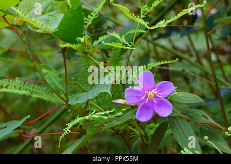 Purple tropical flowers on green leaves. Melastoma malabathricum Stock Photo