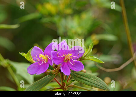 Lục Bát Hoa ĐV - Page 2 Close-up-of-tropical-flowers-melastoma-malabathricum-ppk55y