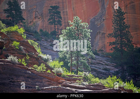 back lit pine tree and vegetation against dark red canyon wall background Stock Photo
