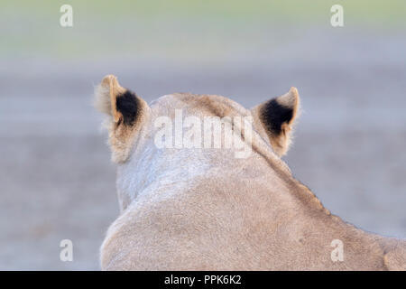 Lioness (Panthera leo) black patches on ears seen from behind, Ngorongoro conservation area, Tanzania. Stock Photo