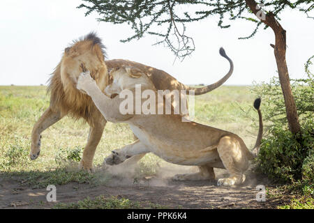 Lion and lioness mating time Stock Photo - Alamy