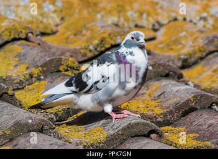 Colourful Feral Pigeon (Columba livia domestica), AKA City Dove & Street Pigeon, on a rooftop in Autumn in West Sussex, UK. Stock Photo