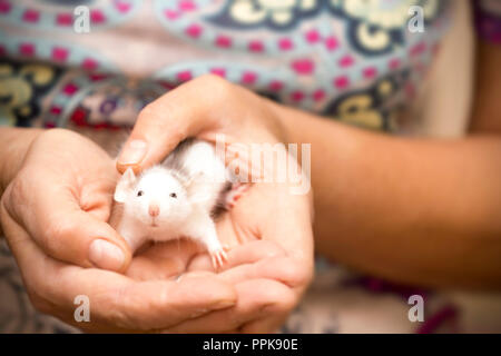 Female hands holding small rat Stock Photo