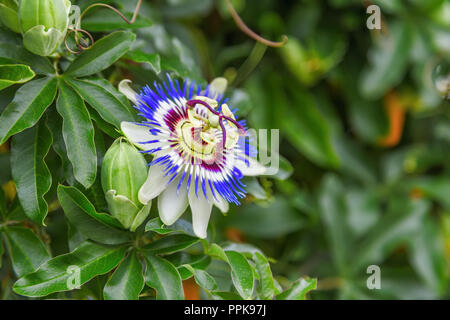 Flower Passiflora among green leaves close-up Stock Photo