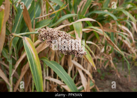 Sorghum bicolor crop Stock Photo