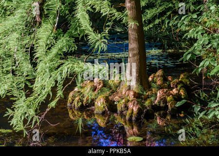 Swamp Cypress tree, Taxodium distichum, VanDusen Botanical Garden, Vancouver, British Columbia, Canada Stock Photo