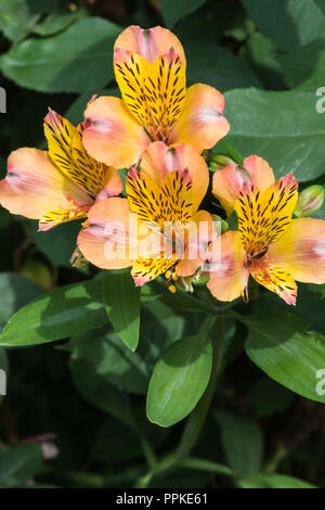 Group of golden, yellow and pink flowers of the tuberous perennial, Alstroemeria or Peruvian Lily in Lancashire, England, UK in the summer garden.