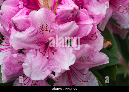 Close up of a large pink flower head of the heritage variety of Rhododendron, Pink Pearl, in the early summer garden, Lancashire, England, UK. Stock Photo