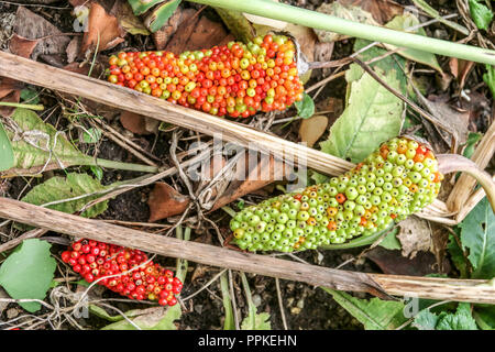Chinese Cobra Lily Arisaema ciliatum 'Liubaense' ripening fruits