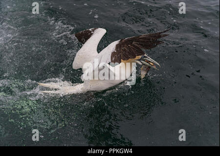Northern Gannet catching fish Bass Rock UK Stock Photo