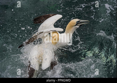 Two Northern Gannets fighting over fish near Bass Rock Stock Photo