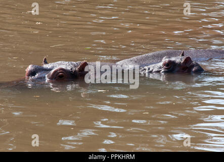 Two Hippos almost buried in water Stock Photo