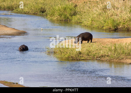 Hippos in land and water Stock Photo