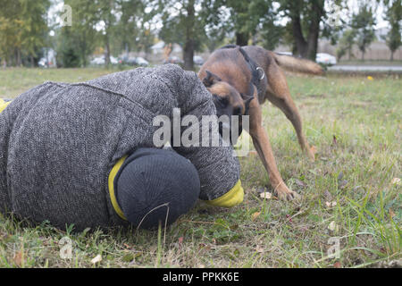Training sheepdog on attacking. The dog bites in the protected arm and throws down the trainer Stock Photo
