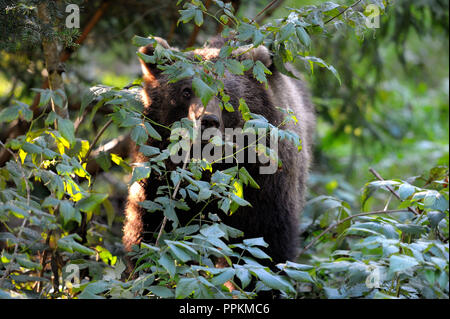 A brown bear looks through greenery (Germany). Ein Braunbaer schaut durch Gruenzeug hindurch Deutschland). Stock Photo