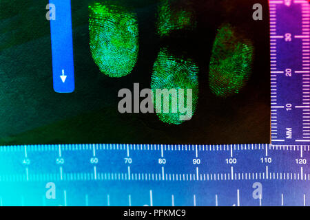Latent fingerprints enhanced with Ninhydrin that reacts with amino acids to give a purple enhanced fingerprint then photographed in a Forensic Lab Stock Photo