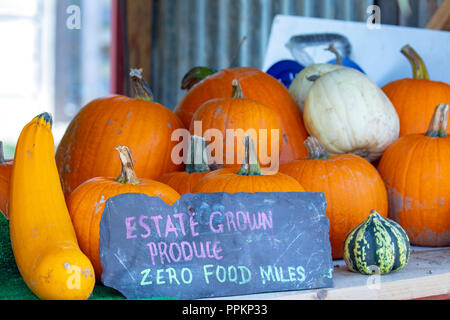 Fresh pumpkins for sale on display at a farm shop with various types being sold, Hawarden Estate Farm Shop, Flintshire Stock Photo