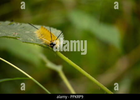 Yellow Caterpillar Stock Photo