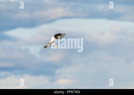 Pacaya Samiria Reserve, Peru, South America.  Large-billed tern in flight above the Maranon River. Stock Photo