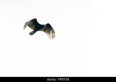Pacaya Samiria Reserve, Peru, South America.  Black Vulture in flight by the Ucayali River in the Amazon basin. Stock Photo