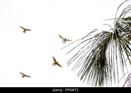 Pacaya Samiria Reserve, Peru, South America.  Flock of Red-bellied Macaws in flight near a Moriche Palm tree in the Amazon basin.  Their diet consists Stock Photo