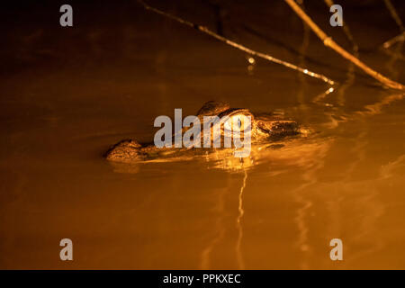 Pacaya Samiria Reserve, Peru, South America.  Spectacled Caiman at night with a light shone on it, swimming in the Dorado River. Stock Photo