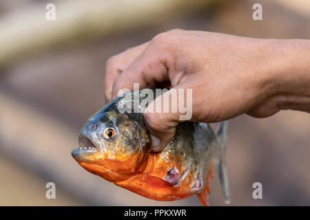 RAZOR SHARP TEETH! (Piranha Fishing with Lures in  River