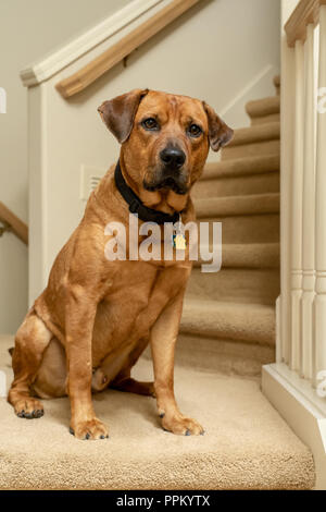 Red Fox (or Foxred) Labrador "Mitchell" sitting on the landing of a stairwell. Stock Photo
