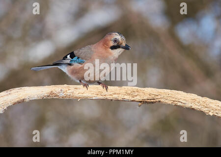 Eurasian jay (Garrulus glandarius) posing, sitting on a branch, in the forest. Stock Photo