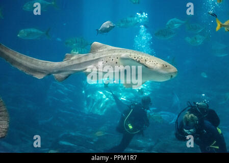 Zebra shark (Stegostoma fasciatum) and scuba divers at the Georgia Aquarium in downtown Atlanta, Georgia. (USA) Stock Photo