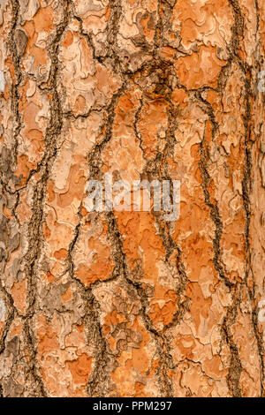 Red pine tree bark vertical texture or background Stock Photo