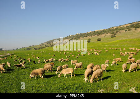 Sheep in the Parque Natural da Arrábida. Palmela, Portugal Stock Photo