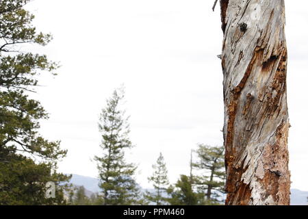 Old Growth Pine Tree with Twisty Trunk Stock Photo