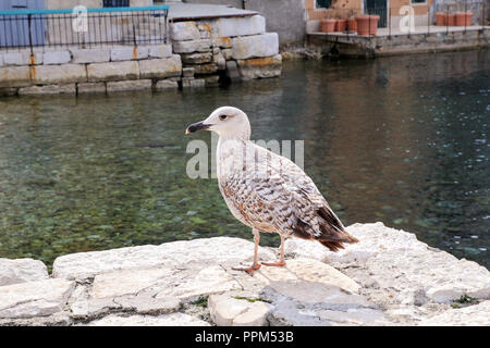Young seagull resting on dock. Young seagull perched and standing on sea stone wall. Juvenile seagull. Young marine bird. Brown seagull. Stock Photo