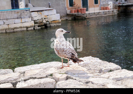 Young seagull resting on dock. Young seagull perched and standing on sea stone wall. Juvenile seagull. Young marine bird. Brown seagull. Stock Photo