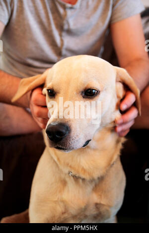 Dog is resting for man owner petting and scratching his pet, closeup. Yellow labrador retriever dog feel happy while his owner pampering. Lovely dog, Stock Photo