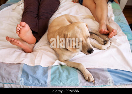 Yellow labrador retriever dog sleeping on the bed between owners feet couple, pet in bedroom in morning.  Man and a woman in sheets on the bed. Stock Photo