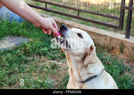 Owner feed dog. The hand of the owner of feeding their dog in the garden. A yellow labrador retriever dog with their female owners outside in a garden Stock Photo