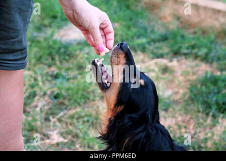 Owner feed dog. The hand of the owner of feeding their dog in the garden. A mixed breed dog with their female owners outside in a garden. People. Stock Photo