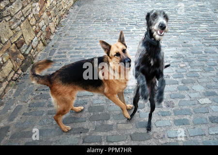 German Shepherd and Lurcher are Farm dogs playing together in Wortley, South Yorkshire, England Stock Photo
