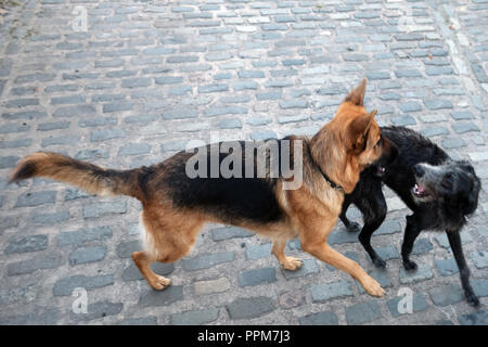 German Shepherd and Lurcher are Farm dogs playing together in Wortley, South Yorkshire, England Stock Photo
