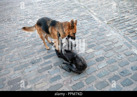 German Shepherd and Lurcher are Farm dogs playing together in Wortley, South Yorkshire, England Stock Photo