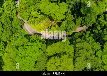 Aerial view of a curve trail in the thick rainforest vegetation in Singapore. Asia. Stock Photo