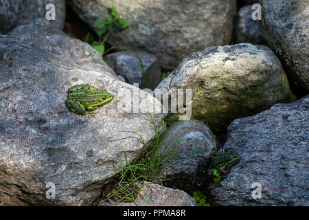 Lithobates clamitans, green frog sitting on a rock in the sun Stock Photo