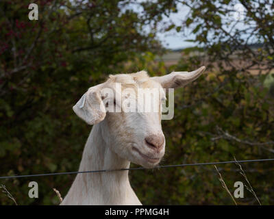 Goat peering over a fence Stock Photo