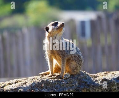 A Meerkat (suricata suricatta) in captivity at Marwell Park and Zoo in Hampshire, England Stock Photo