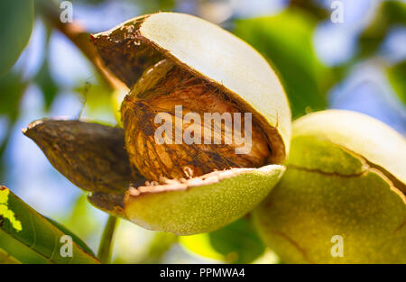 Walnut on a walnut tree. Ripe nut. Harvest. Nut in a natural shell. Stock Photo