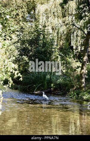 Sidcup, Kent. 27th Sep 2018. UK Weather: A Little Egret cools down in a stream on a beautiful Autumn day where temperatures reached 23 degrees. The fine weather is expected to last for several more days. Foots Cray Meadows,Sidcup,Kent.UK Credit: michael melia/Alamy Live News Stock Photo