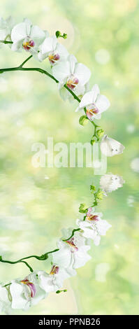 Beautiful white phalaenopsis orchid flowers with butterfly on the blurred abstract natural yellow-green background with reflection in a water surface  Stock Photo