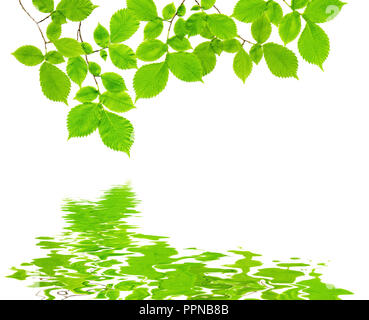 Branch of an ash tree with green leaves isolated on a white background is reflected in the water surface with small waves Stock Photo